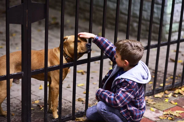 Honden zijn nuttig. Kleine jongen speelt met de hond in de opvang van honden. Kleine jongen klopte hond op hoofd. Een hond vergt in nood meer dan opvang — Stockfoto