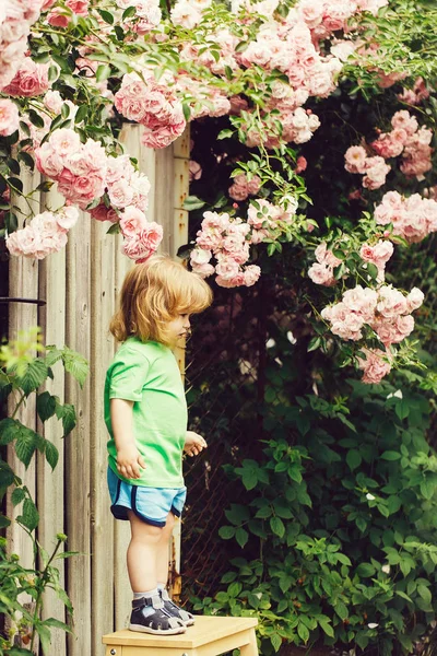 Malý chlapec na dřevěné židli poblíž růže bush — Stock fotografie