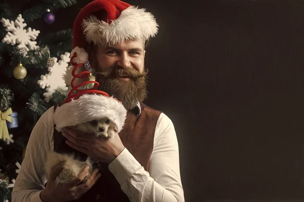 Noel Baba adam ile evde beslenen hayvan, ağaç. — Stok fotoğraf