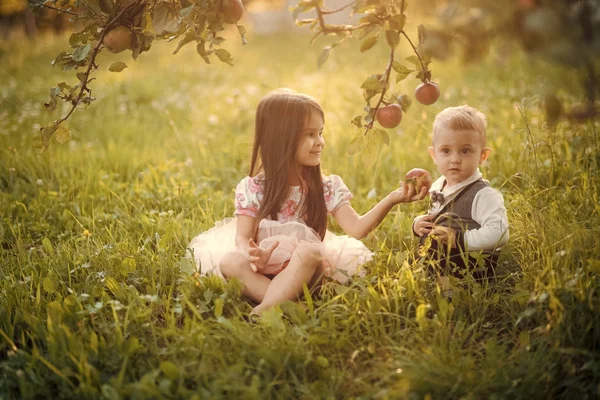 Niños pequeños y felices recogiendo manzanas —  Fotos de Stock