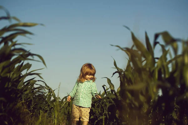 Niño pequeño en el campo verde de maíz o maíz — Foto de Stock