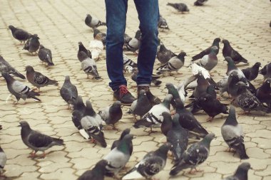 Erkek kot güvercinler ile ayakta bacaklarda