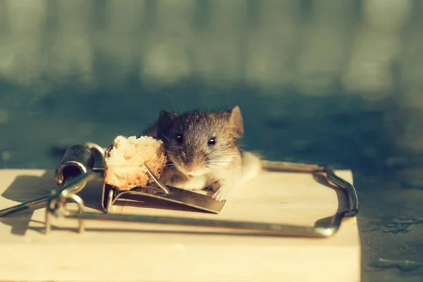 Mignonne maison souris grise ou rat à mousetrap avec appât — Photo