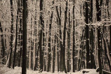 Güzel kış manzarası