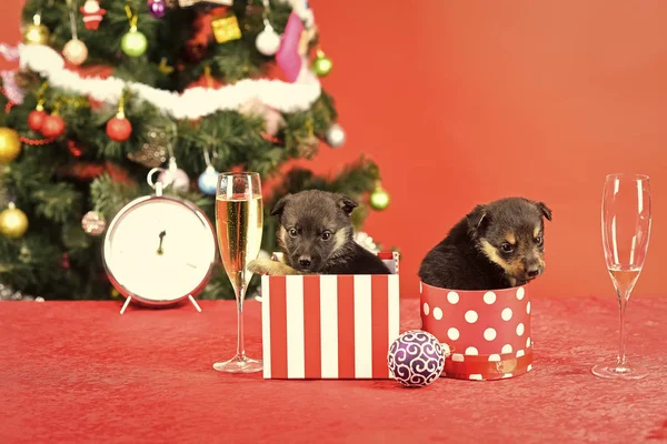 Santa puppy at Christmas tree in present box. — Stock Photo, Image