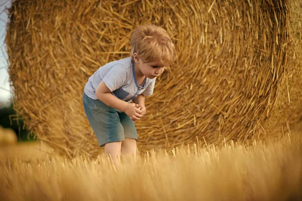 Agritourism, 농장에 여름, 수확 시즌 — 스톡 사진