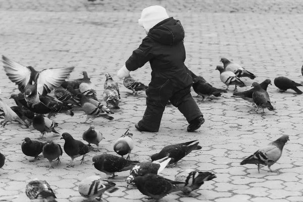 Toddler chasing pigeons on paved city street — Stock Photo, Image