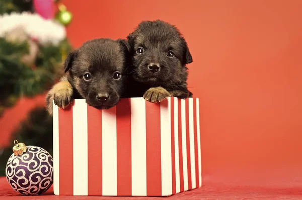 Nouvelle année de chien, chiot dans la boîte de Noël actuelle — Photo