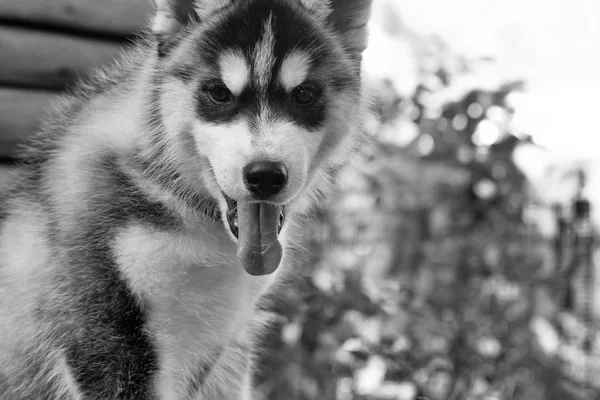 Filhote de cachorro bonito husky — Fotografia de Stock