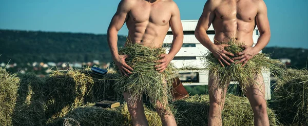 In perfect shape. Muscular men with six pack abs. Sexy men enjoy summer day. Naked twins with fit body covering by hay. Pair of twins with muscular body in summer