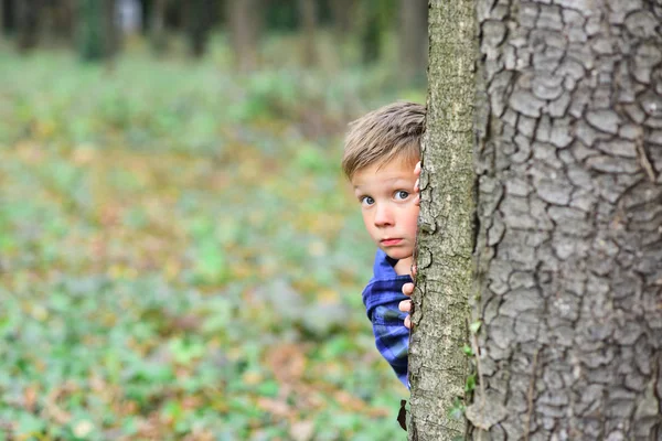 Each day holds a surprise. Small boy hide behind tree. Small boy playing peekaboo game in forest. What a surprise Royalty Free Stock Photos