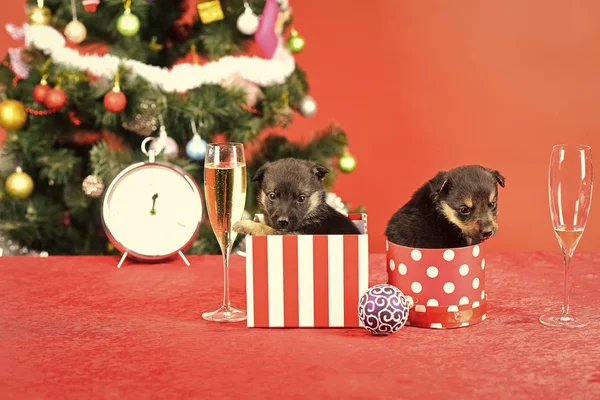 Year of dog, holiday celebration with champagne in wine glass. — Stock Photo, Image