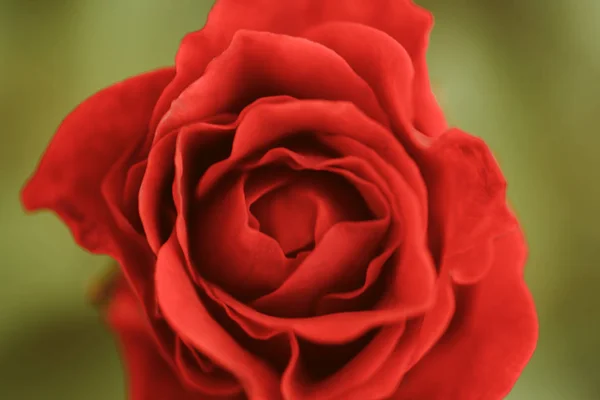 Это просто роза. Красная роза. Цветущий цветок розы на естественном фоне. Свежий бутон с нежными красными лепестками. Цветущее растение, выращенное своей красотой и ароматом. Розовый сад. Цветочный магазин — стоковое фото