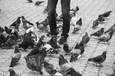 Erkek kot güvercinler ile ayakta bacaklarda