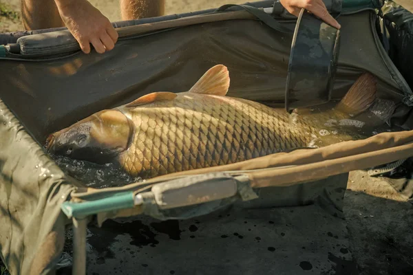 Carpa com escamas brilhantes no dia ensolarado, pesca — Fotografia de Stock