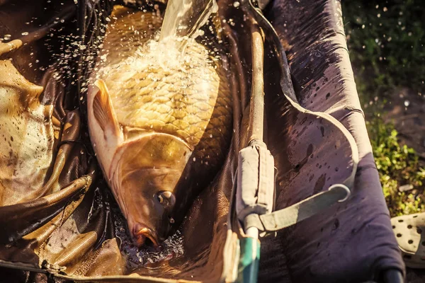 Peixe grande captura na água no dia ensolarado — Fotografia de Stock