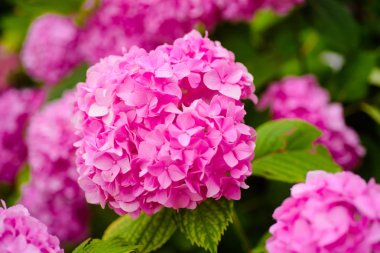 Bahçe çiçek açan tutmak. Ortanca çiçeği güneşli. HORTENSIA bitki. Yaz bahçesinde çiçek çiçekler. Pembe ortanca tam Bloom. Yaz aylarında gösterişli çiçekler