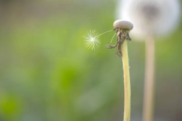 Narin ve nazik. Vahşi karahindiba yaz gününde. Karahindiba çiçeği. Blowball tohum uzaklıktadır üfleme. Doğa manzara karahindiba çiçek. Yaz doğa. Çiçekli bitki. Doğa, kopya alanı güzellikleri — Stok fotoğraf