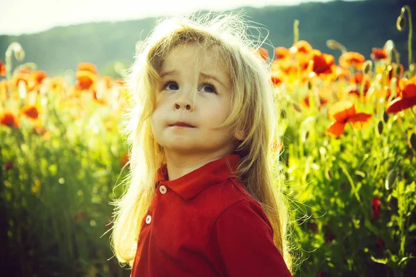 Ребенок или маленький мальчик в поле маковых семян — стоковое фото