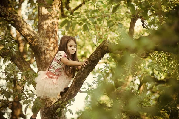 Little pretty girl climbing tree — Stock Photo, Image