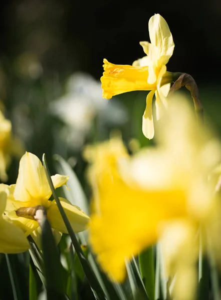 Esperanza de primavera. Plantas narcisas florecientes. Flores de narciso en el día soleado. Flores florecientes en el campo de primavera. Narcisos amarillos en plena floración. Flor de primavera — Foto de Stock