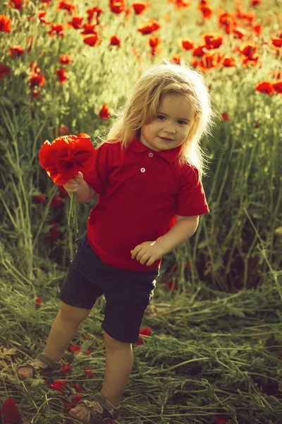 Дитина або маленький хлопчик в полі макового насіння — стокове фото