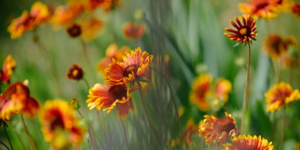 Eine Stickerei aus Wildblumen. Blühende Blumen auf der Naturlandschaft. Wildblumen auf dem Sommerfeld. Blütenpracht. idyllische Sommernatur. Blütenpflanzen. Schönheiten der Natur — Stockfoto