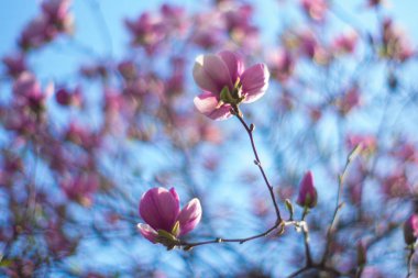 Kadınlık ve yumuşaklığı kapsayan güzellik. Çiçekli manolya ağacı. Manolya Çiçeği çiçeklenir. Şu yeni gelişen ağaç bahar Park. Mor Manolya çiçek tam Bloom. Bahar bahçe