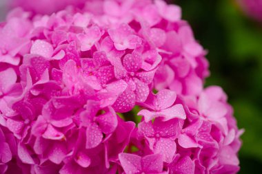 Çarpıcı ortanca çiçekleri. Yaz bahçesinde çiçek çiçekler. Pembe ortanca tam Bloom. Gösterişli çiçekler yazın. Ortanca çiçeği güneşli. HORTENSIA bitki