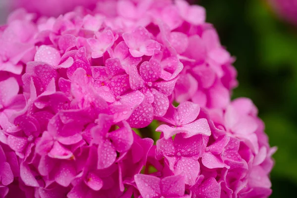 Las flores de hortensia impresionantes. Flores florecientes en el jardín de verano. Hortensia rosada en plena floración. Flores llamativas en verano. La hortensia florece en un día soleado. Flor hortensia planta — Foto de Stock