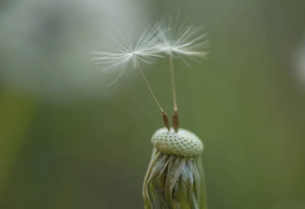 Yaz doğa. Blowball. Vahşi karahindiba yaz gününde. Karahindiba çiçek tohum uzaklıktadır üfleme. Doğa manzara karahindiba çiçek. Çiçekli bitki. Doğa güzellikleri. Güzel ve doğal — Stok fotoğraf