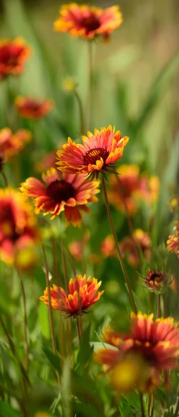 Idyllic summer nature. Wild flowers on summer field. Flowers in blossom. Blossoming flowers on nature landscape. Flowering plants. Beauties of nature. Bursting in blossom — Stock Photo, Image