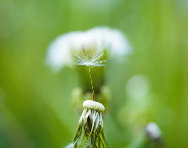 自然の美しさ。夏の日の野生のタンポポ。自然風景のタンポポの花。タンポポの花の種を吹き飛ばしてします。Blowball。夏の自然。草花。自然の美しさ — ストック写真