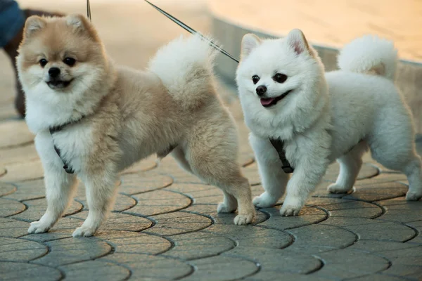 They are so lovable. Pomeranian spitz dogs walk on leash. Pedigree dogs. Dog pets outdoor. Cute small dogs playing together. Pet care and animals rights