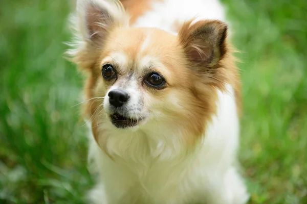 Petit chiot drôle et sortant. Chien spitz poméranien promenade sur la nature. Chien animal de compagnie extérieur. Mignon petit chien jouer sur l'herbe verte. Chien de race. Soins des animaux et droits des animaux — Photo