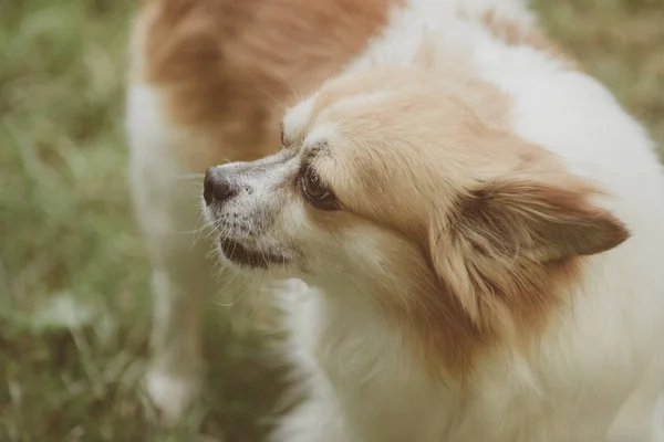 Her koku o karşılaştığında. Yeşil çimenlerin üzerinde oyun sevimli küçük köpek. Doğa Pomeranian spitz köpek yürümek. Safkan köpek. Köpek hayvan açık. Evde beslenen hayvan kaygı ve hayvan hakları — Stok fotoğraf