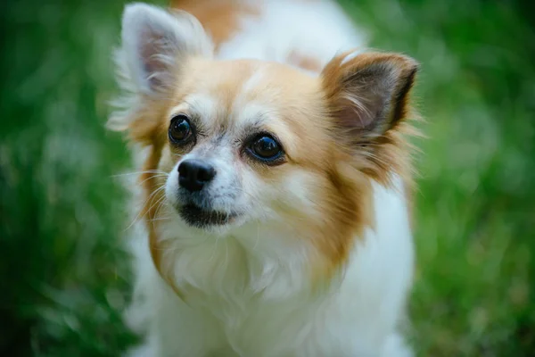 Cuidado de mascotas y derechos de los animales. Pomeranian spitz dog paseo por la naturaleza. Perro de pedigrí. Perro mascota al aire libre. Lindo juego de perros pequeños en hierba verde. Bastante inteligente y naturalmente cariñoso —  Fotos de Stock