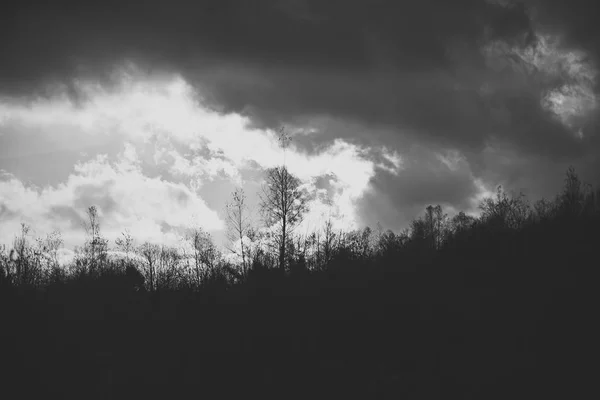 Silhouette di alberi neri senza foglie. Autunno concetto di paesaggio . — Foto Stock