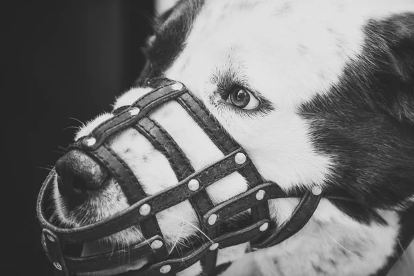 Собака носить шкіряну мордочку — стокове фото