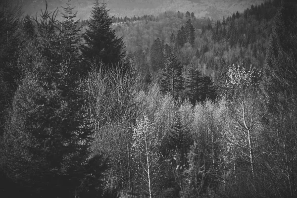 Peisaj forestier montan într-o zi senină . — Fotografie, imagine de stoc
