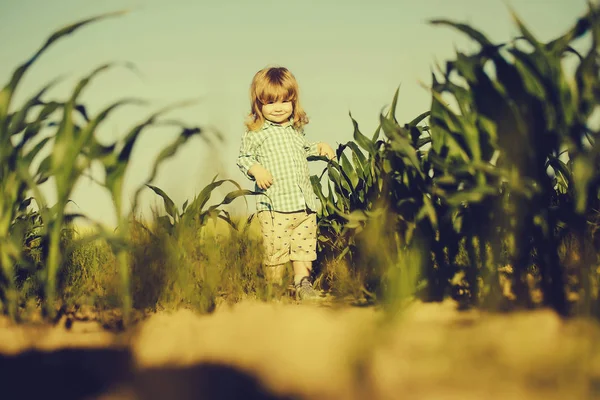 Niño pequeño en el campo verde de maíz o maíz — Foto de Stock