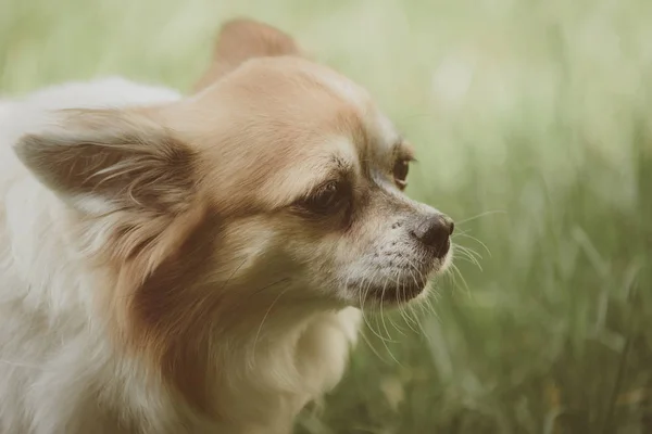 Eğlenceli ve samimi. Doğa Pomeranian spitz köpek yürümek. Safkan köpek. Köpek hayvan açık. Yeşil çimenlerin üzerinde oyun sevimli küçük köpek. Evde beslenen hayvan kaygı ve hayvan hakları — Stok fotoğraf