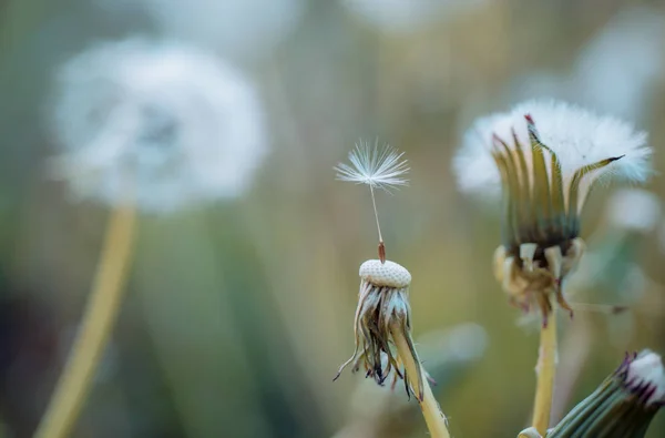 Merhaba yaz. Doğa güzellikleri. Vahşi karahindiba yaz gününde. Karahindiba çiçek tohum uzaklıktadır üfleme. Blowball. Doğa manzara karahindiba çiçek. Yaz doğa. Çiçekli bitki — Stok fotoğraf