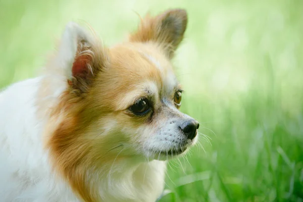 Alerta y curiosidad. Perro mascota al aire libre. Pomeranian spitz dog paseo por la naturaleza. Perro de pedigrí. Lindo juego de perros pequeños en hierba verde. Cuidado de mascotas y derechos de los animales —  Fotos de Stock