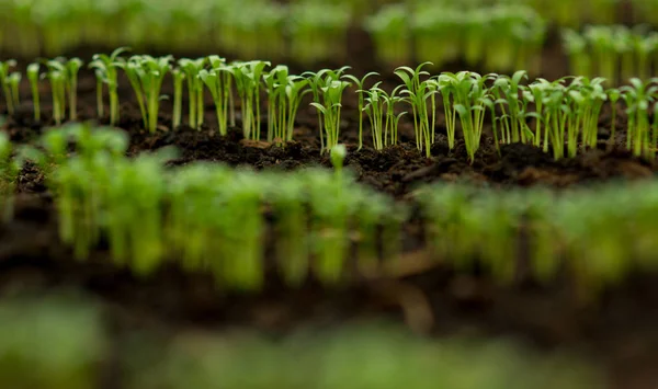 Biologische landbouw. biologische landbouw met veel groene planten. biologische glastuinbouw. v teelt concept — Stockfoto