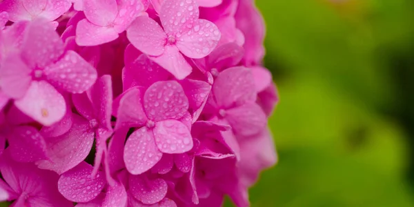 Trädgård favoriter. Rosa hortensia i full blom. Hortensia blossom solig dag. Blommande hortensia växt. Blommande blommor i sommarträdgården. Pråliga blommor på sommaren, kopia utrymme. — Stockfoto