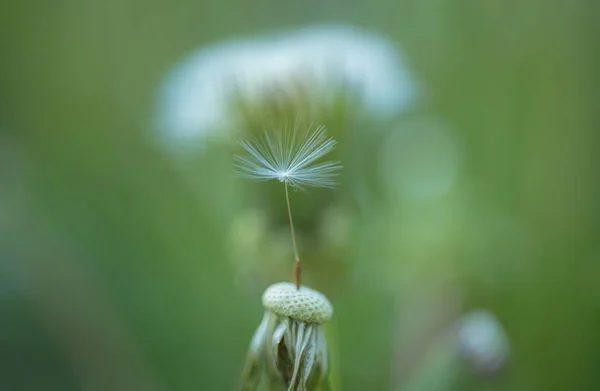 Yaz anları. Karahindiba çiçek tohum uzaklıktadır üfleme. Doğa manzara karahindiba çiçek. Vahşi karahindiba yaz gününde. Yaz doğa. Blowball. Çiçekli bitki. Doğa güzellikleri — Stok fotoğraf