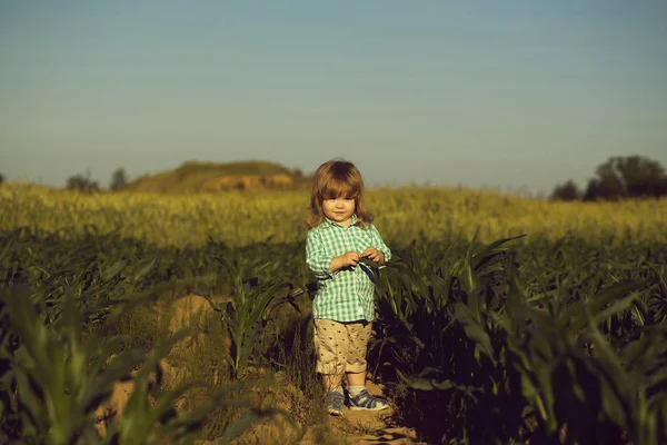 Niño pequeño en el campo verde de maíz o maíz — Foto de Stock
