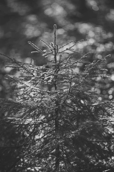 숲, 작은 녹색 전나무 나무에 햇빛 광선 — 스톡 사진