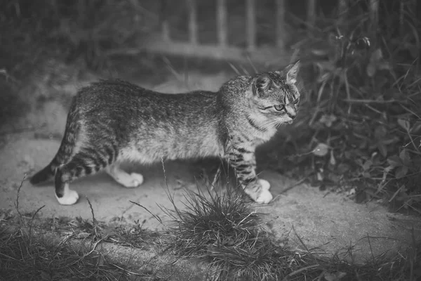 Kedi, Evcil Hayvan, memeli — Stok fotoğraf